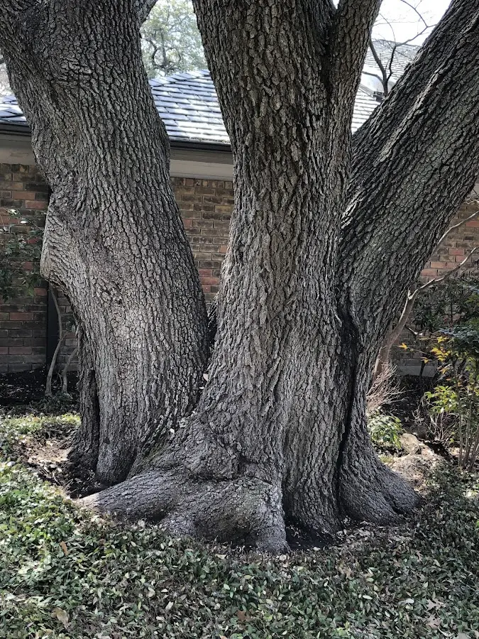 Mature heritage tree close to a Bernhards Bay property cared for by certified arborists